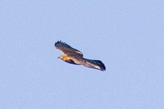 sørgehauk - ML634910690