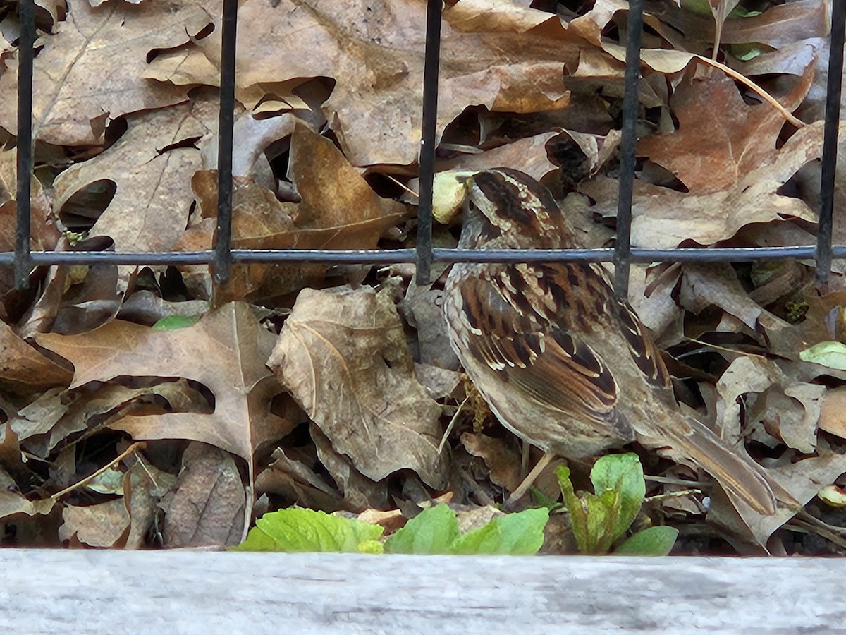 White-throated Sparrow - ML634910866