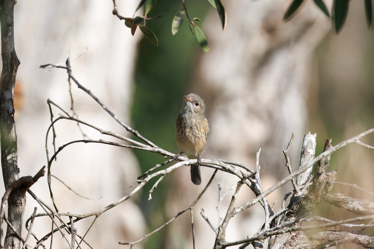 Australian Rufous Fantail - ML634910942