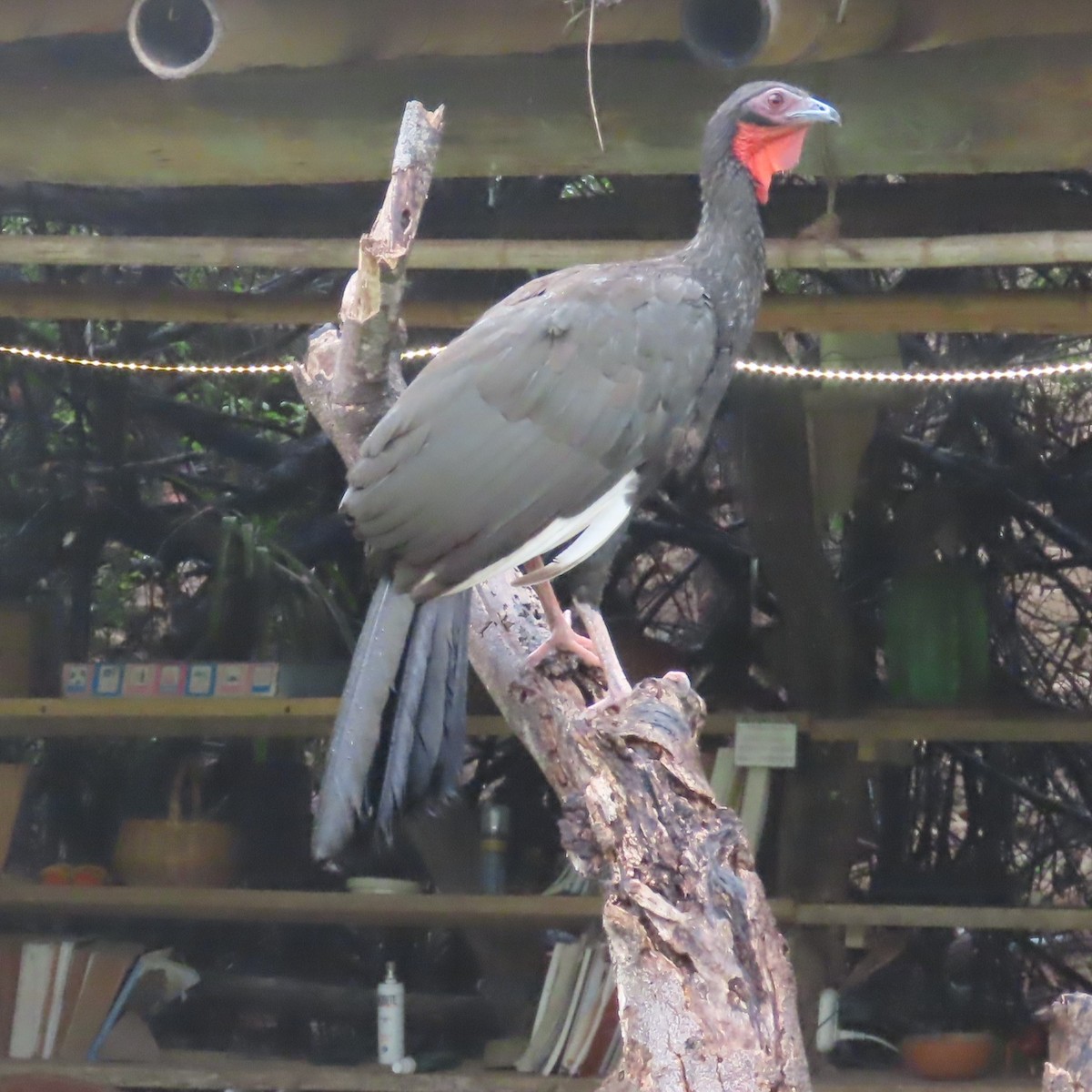White-winged Guan - ML634910991