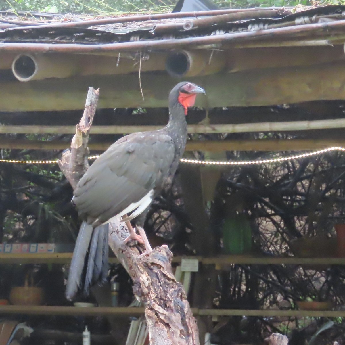 White-winged Guan - ML634910993