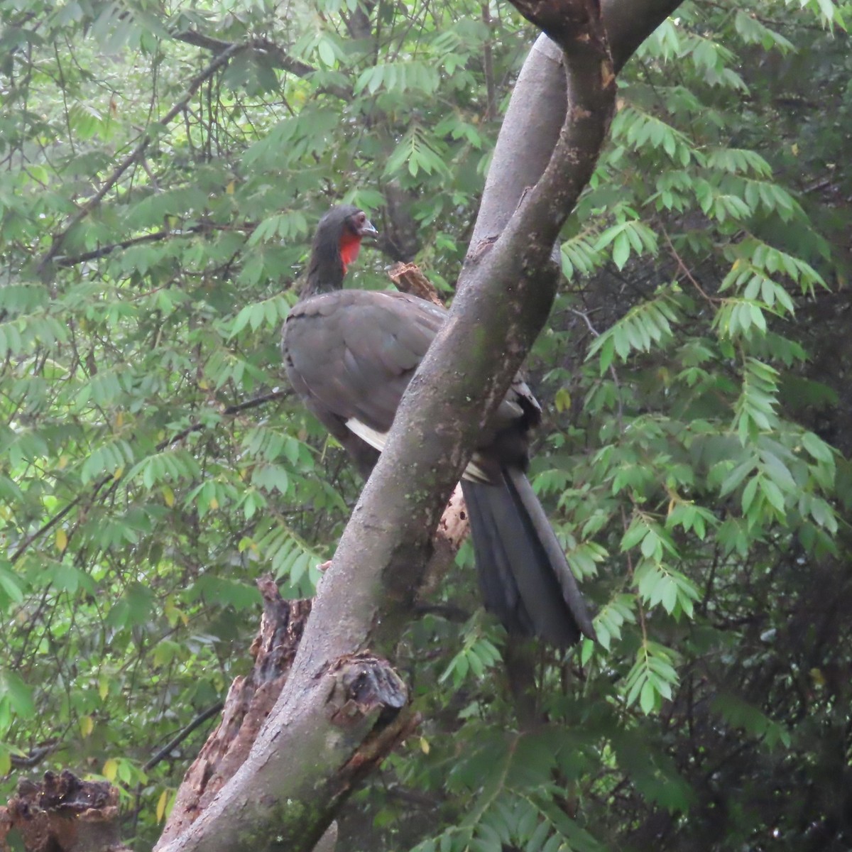 White-winged Guan - ML634910996