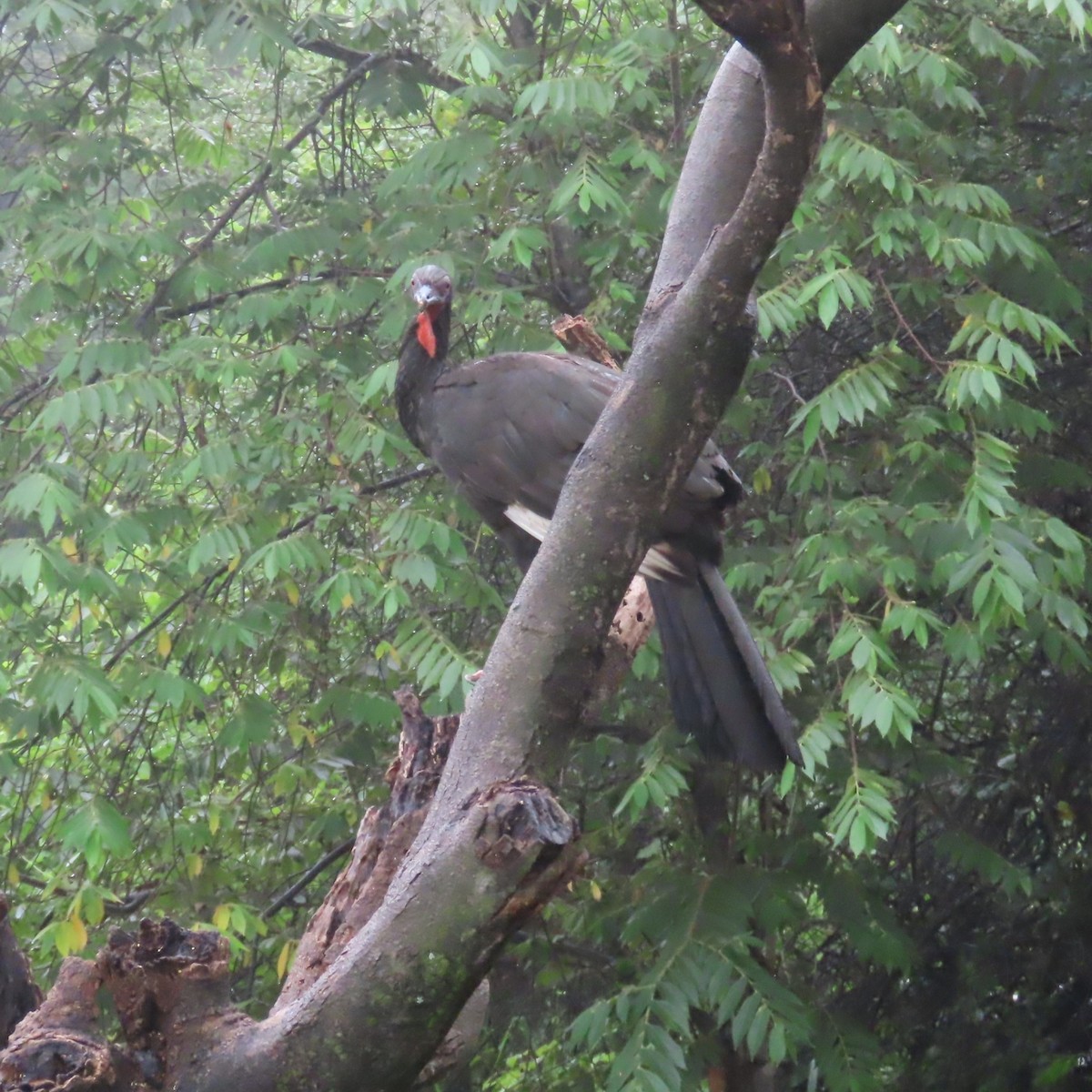 White-winged Guan - ML634910997