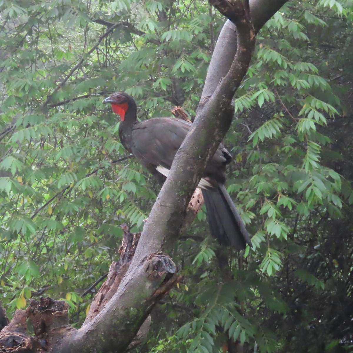 White-winged Guan - ML634910998