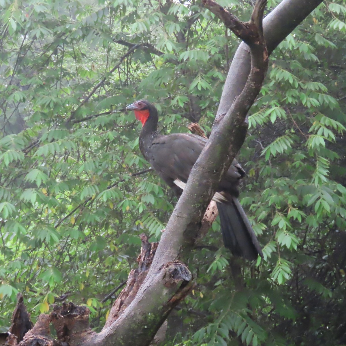White-winged Guan - ML634910999