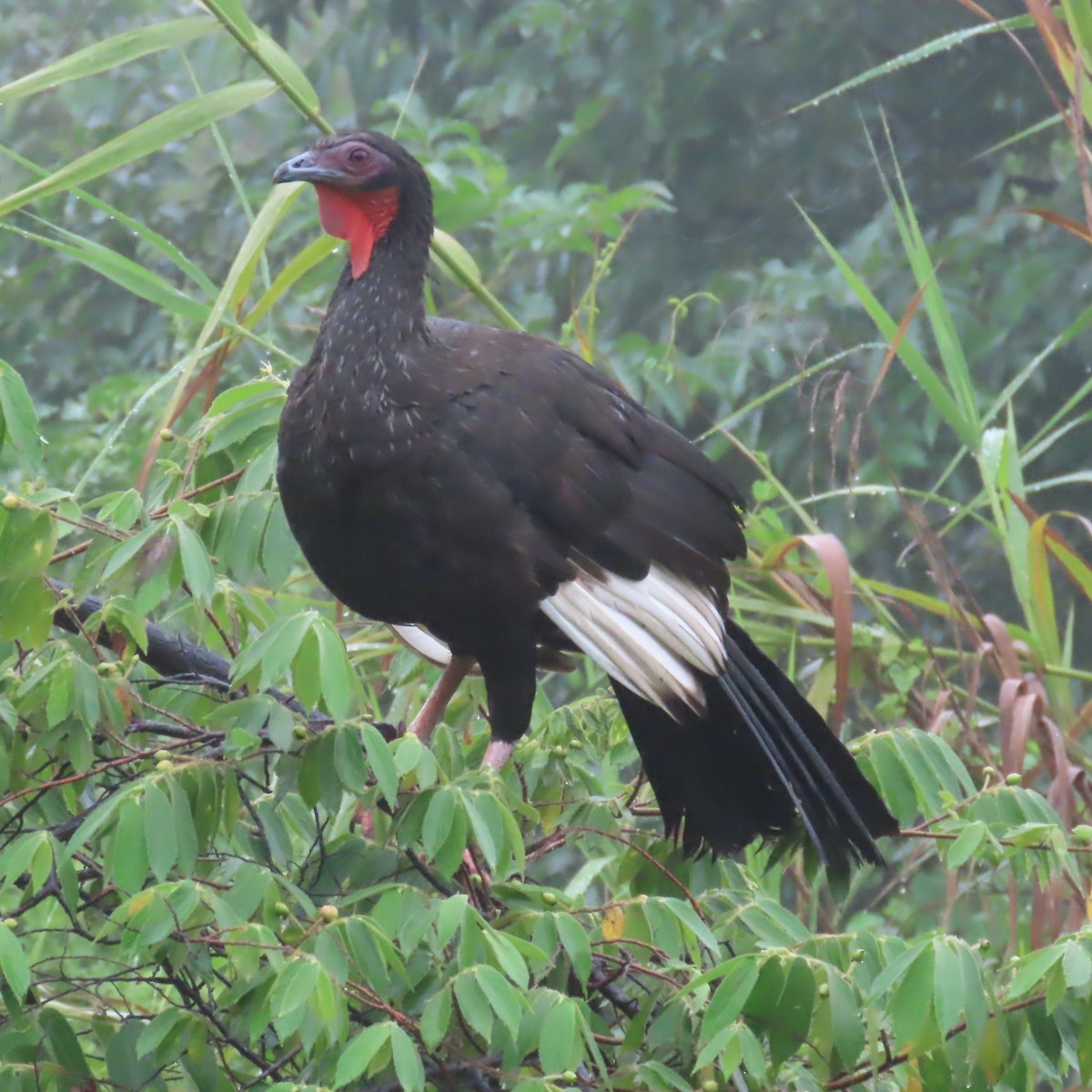 White-winged Guan - ML634911000