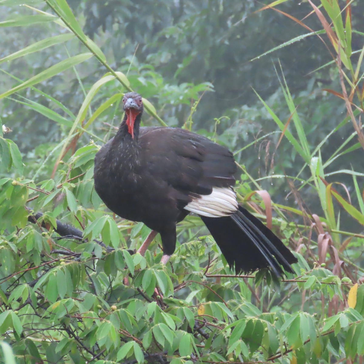 White-winged Guan - ML634911001