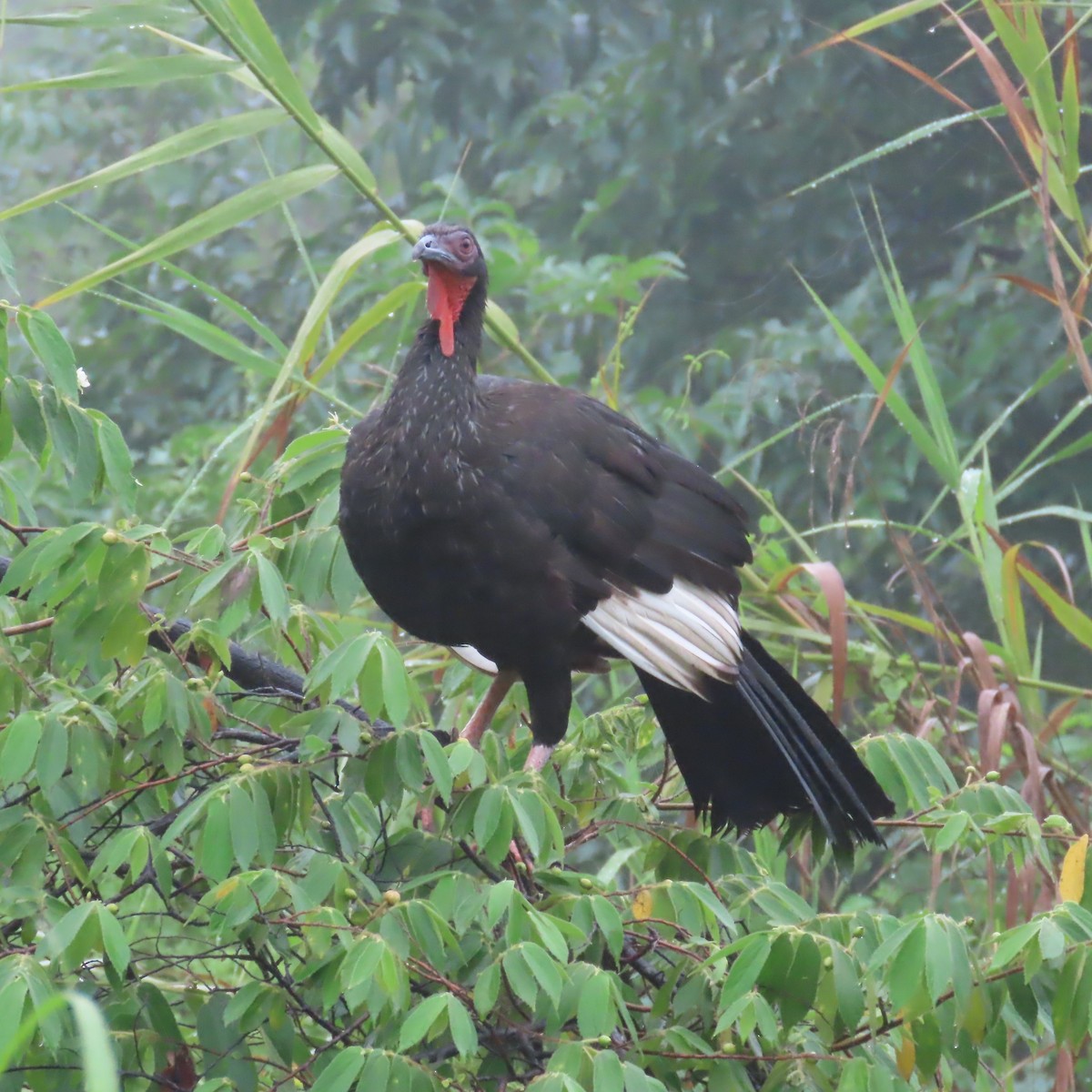 White-winged Guan - ML634911002