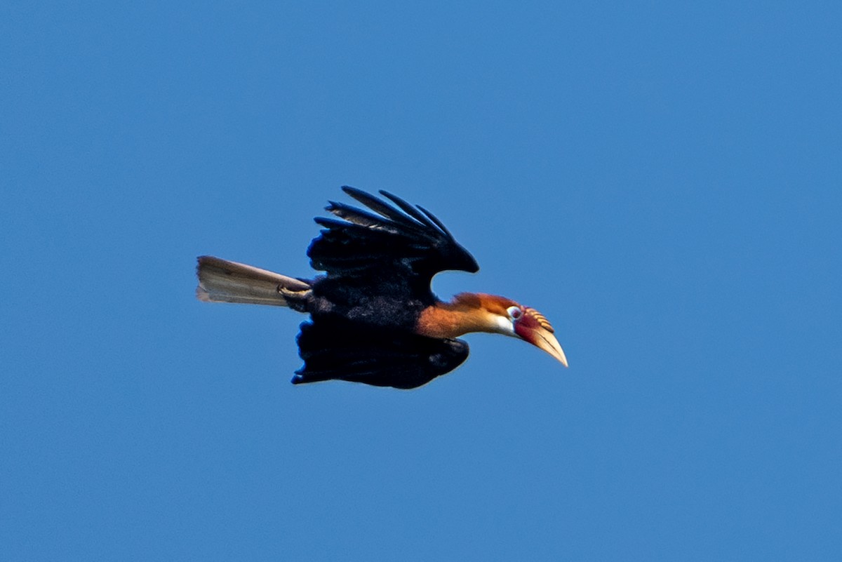 Narcondam Hornbill - ML634911025