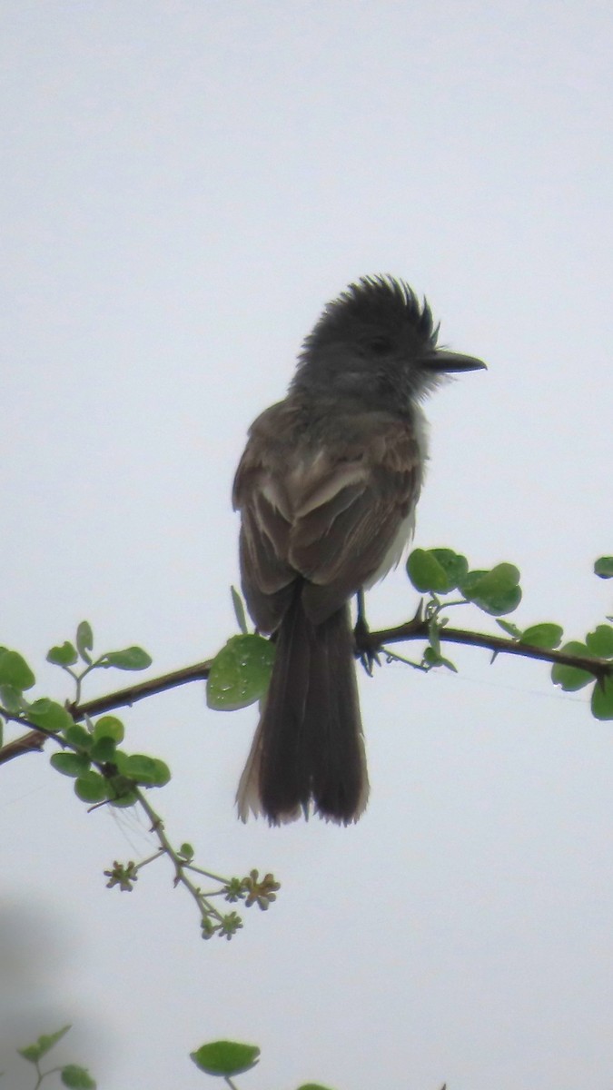 Sooty-crowned Flycatcher - ML634911116