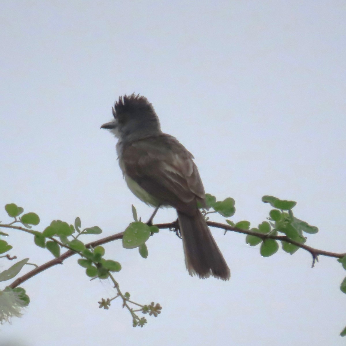 Sooty-crowned Flycatcher - ML634911117