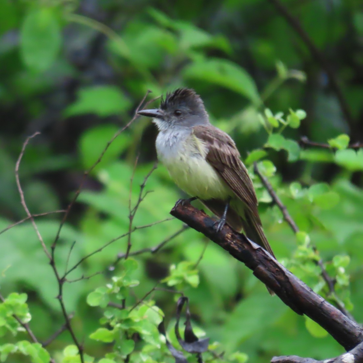 Sooty-crowned Flycatcher - ML634911149