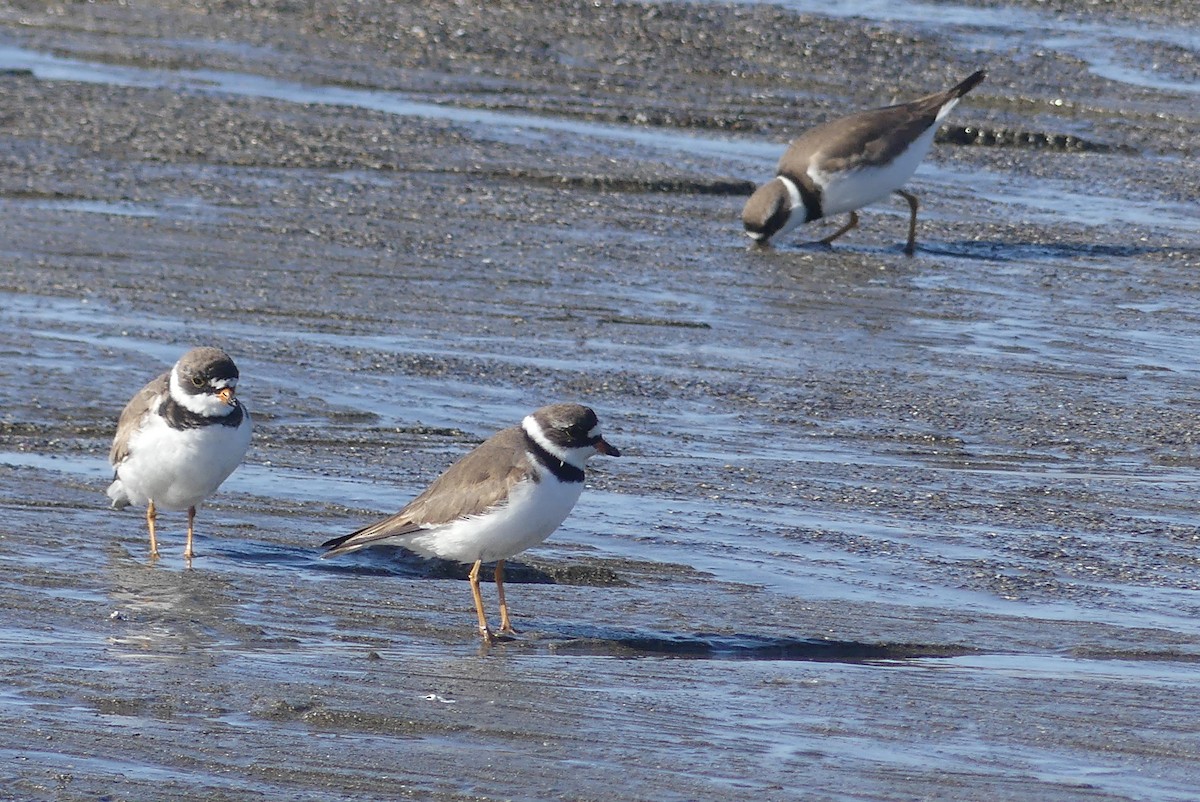 Semipalmated Plover - ML634911268