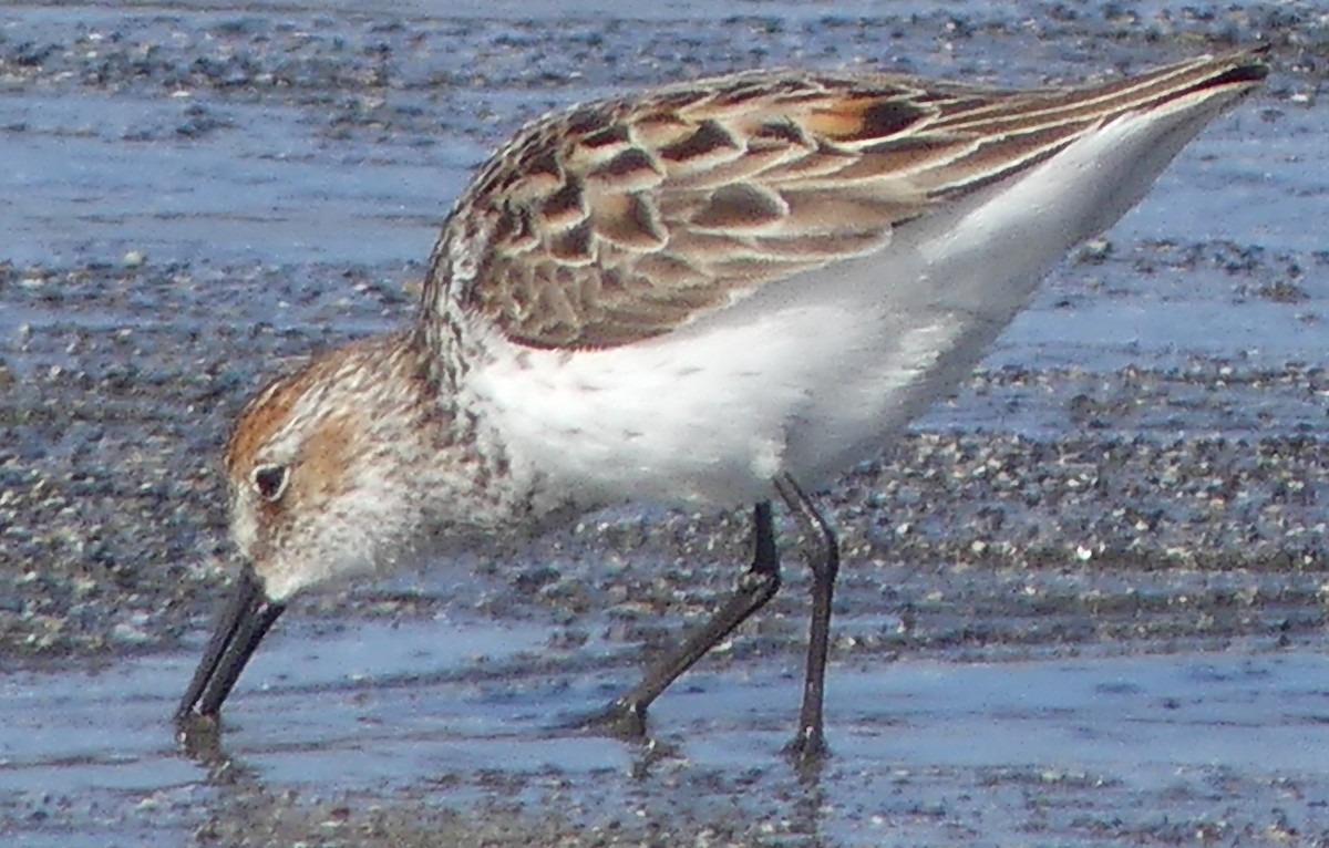 Western Sandpiper - ML634911304