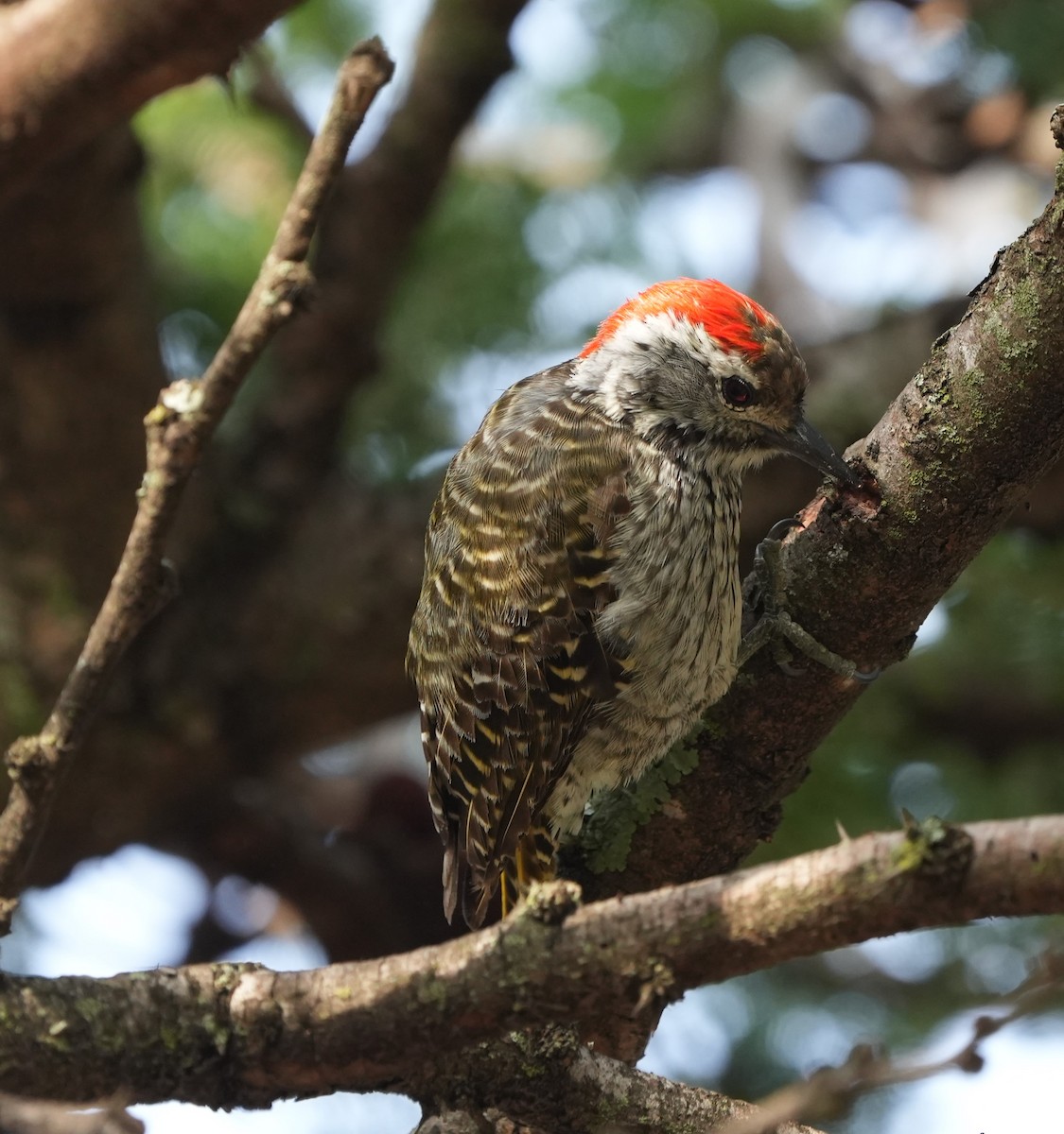 Pic cardinal - ML634911328