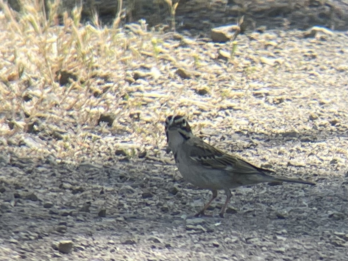 Lark Sparrow - ML634911368