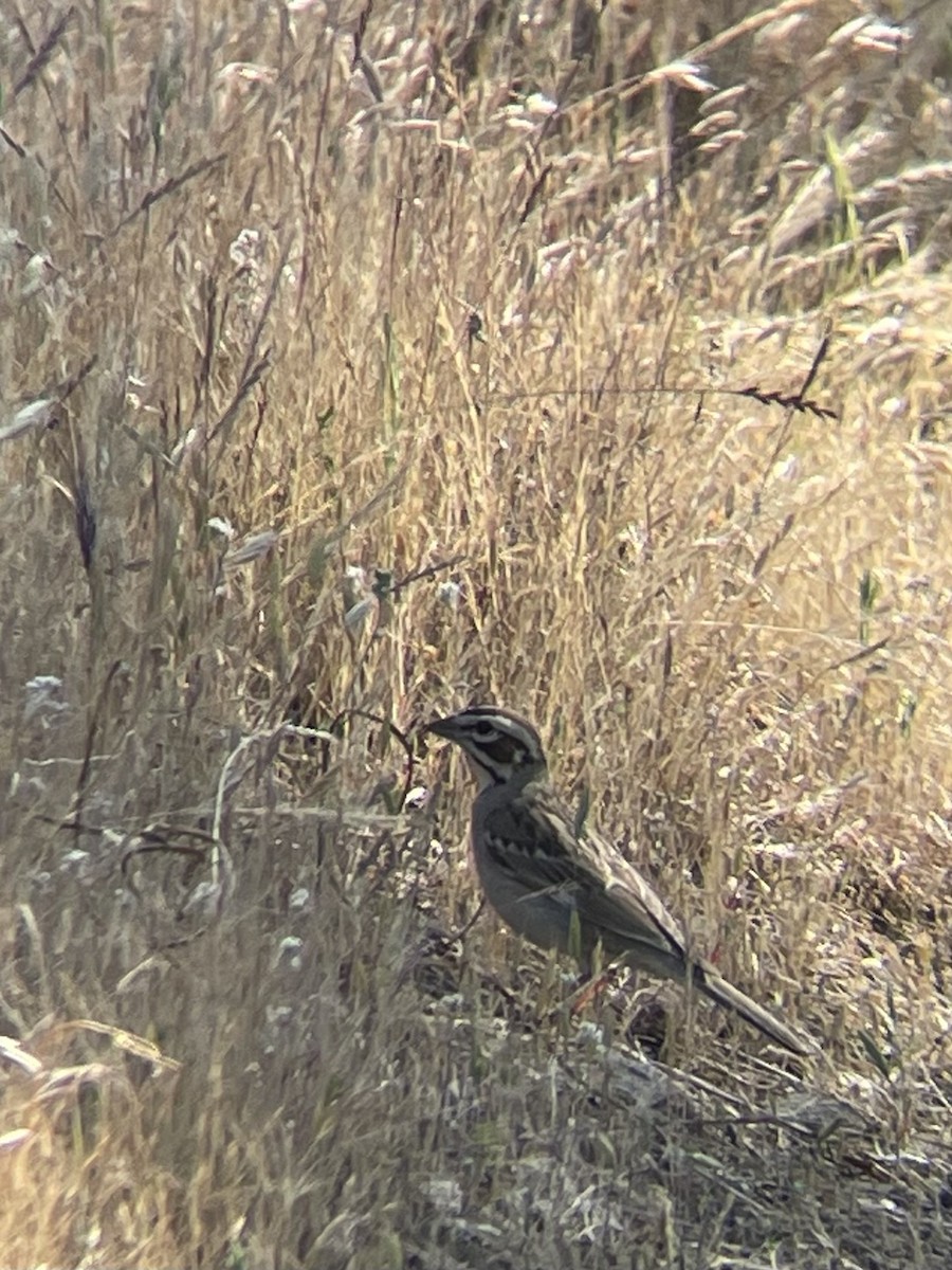 Lark Sparrow - ML634911369