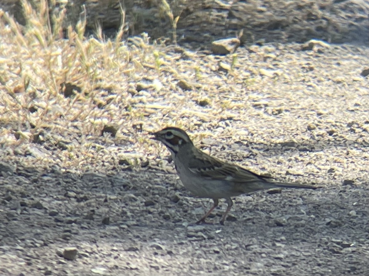 Lark Sparrow - ML634911370