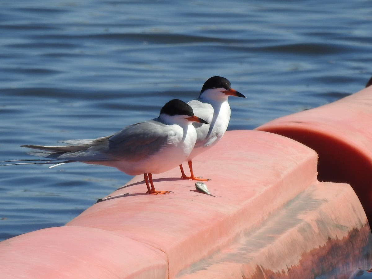 Forster's Tern - ML634911374