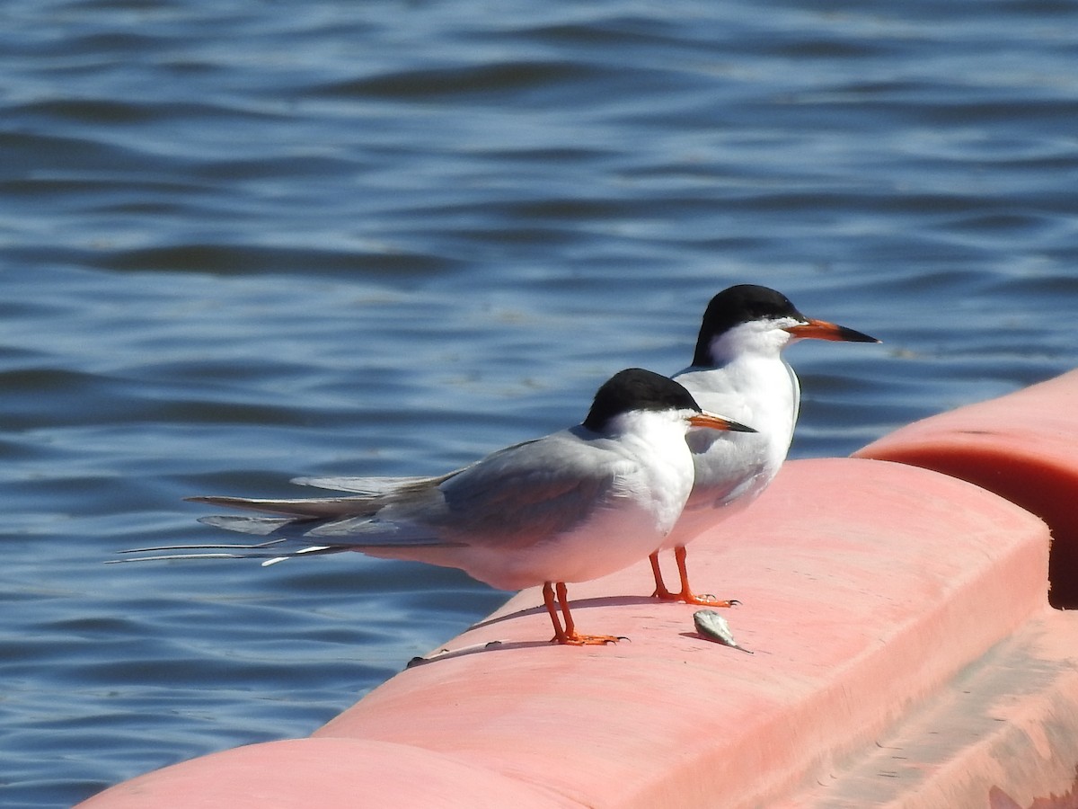 Forster's Tern - ML634911376