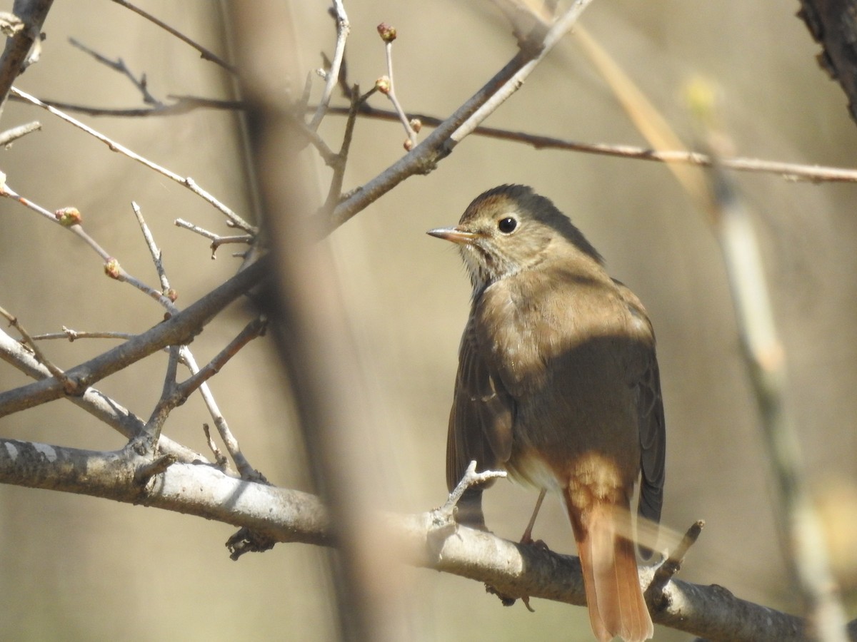 Hermit Thrush - ML634911384