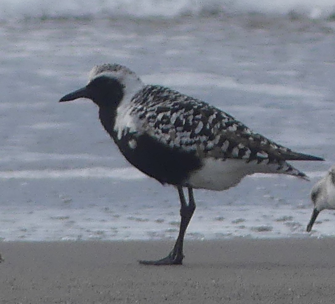 Black-bellied Plover - ML634911447