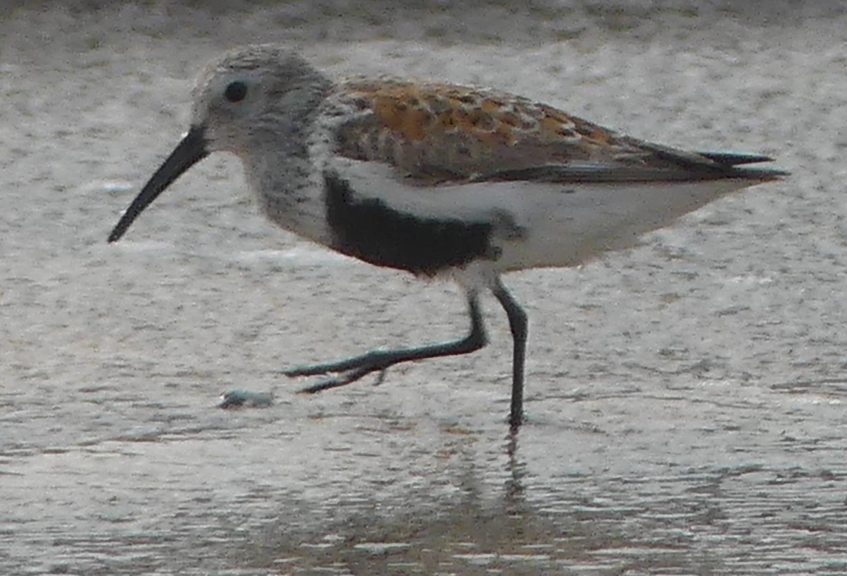 Dunlin - ML634911592