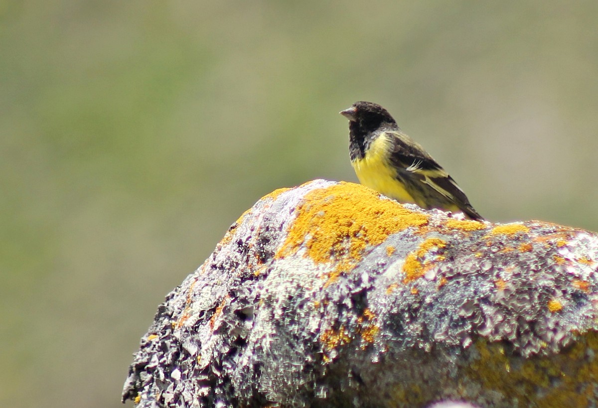 Yellow-rumped Siskin - ML634911597