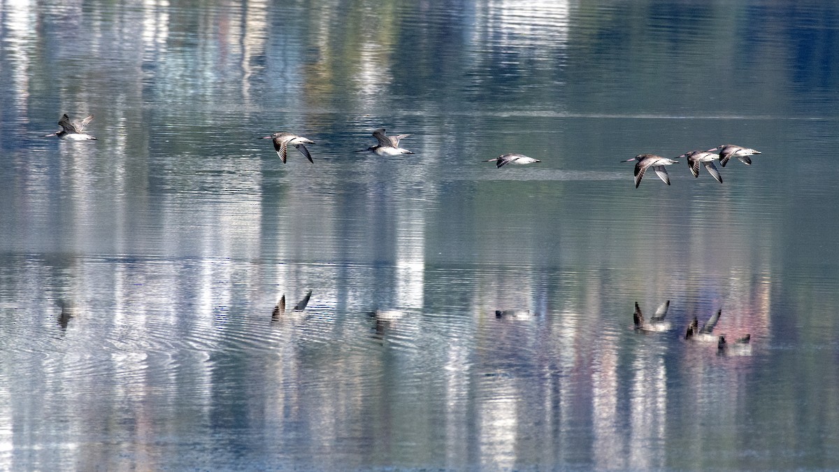 Bar-tailed Godwit - ML634911628