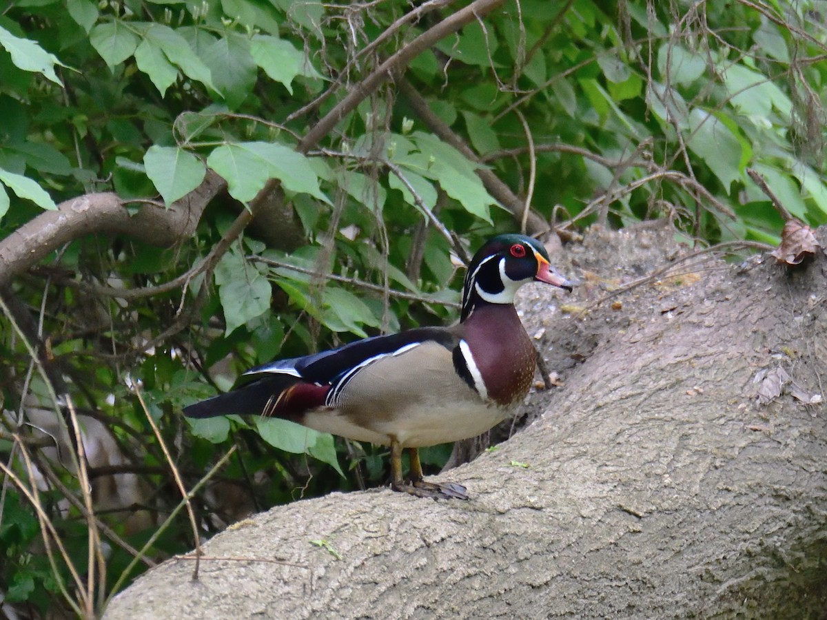 Pato Joyuyo - ML634911686