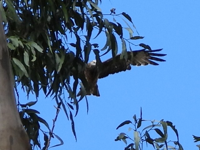 Square-tailed Kite - ML634911751