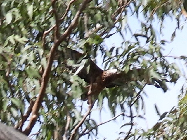 Square-tailed Kite - ML634911752