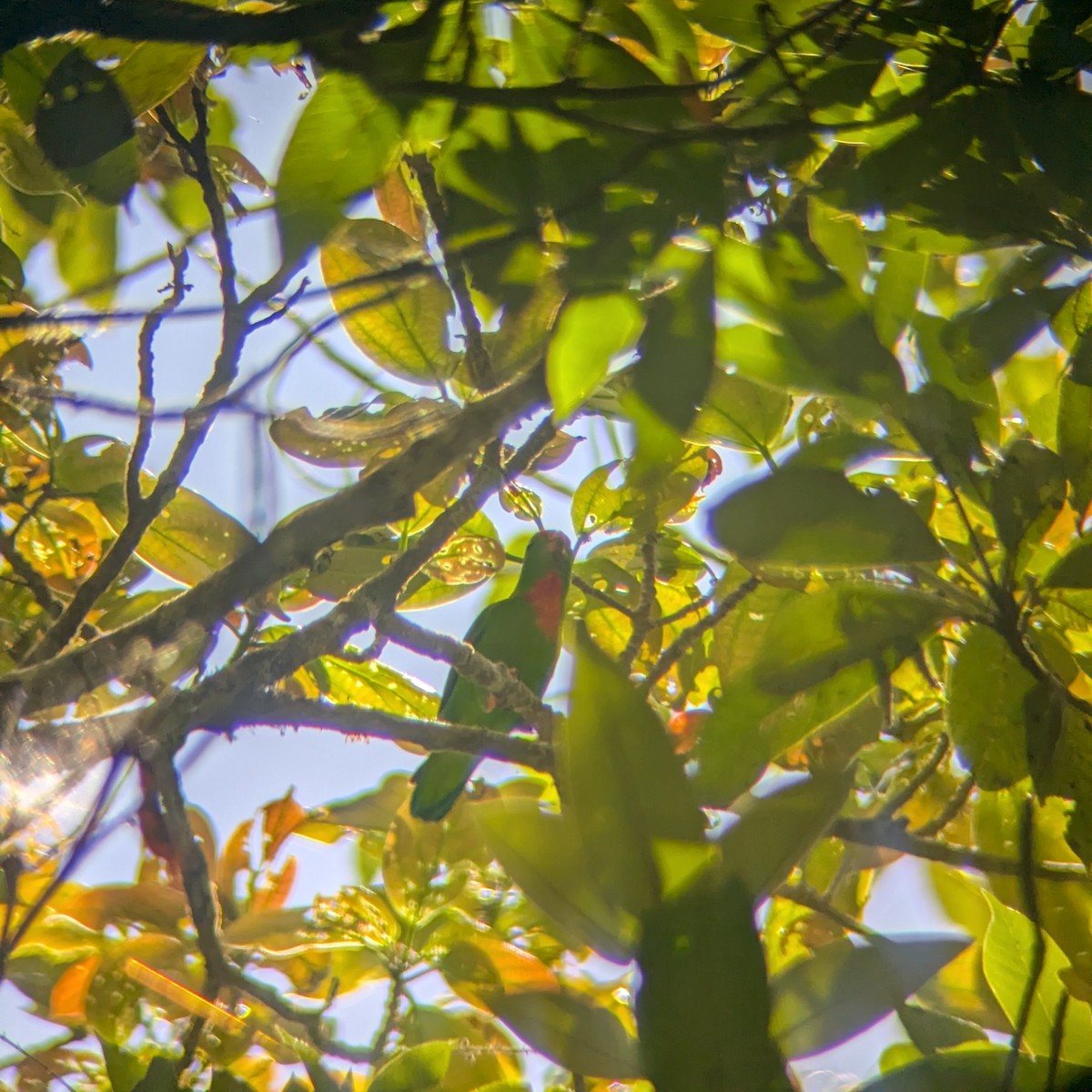 Philippine Hanging-Parrot - ML634911835