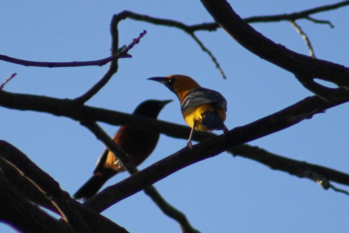 Oriole masqué - ML634911855