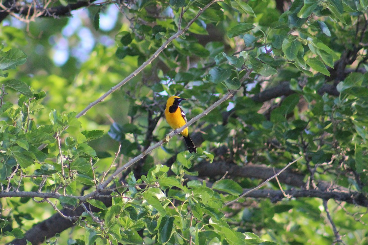 Oriole masqué - ML634911856