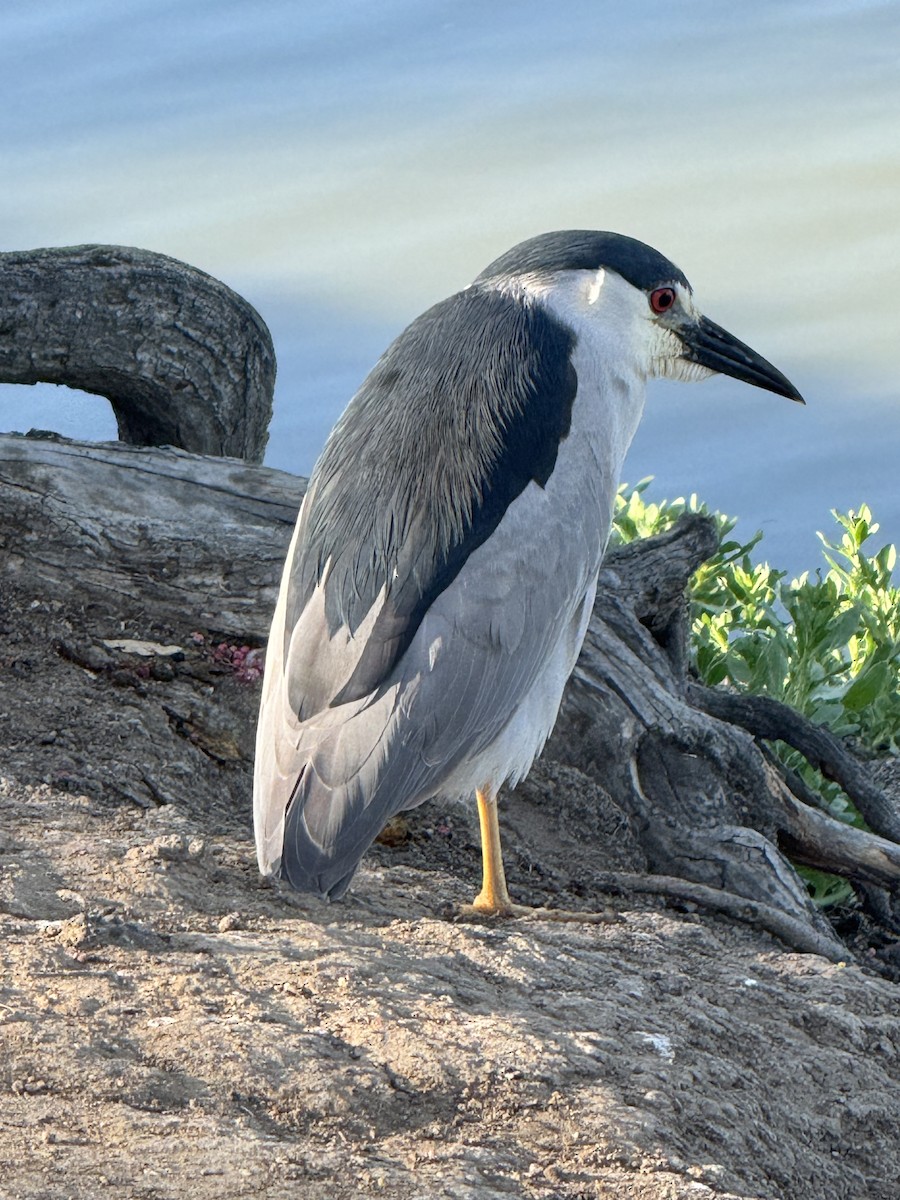 Black-crowned Night Heron - ML634911884
