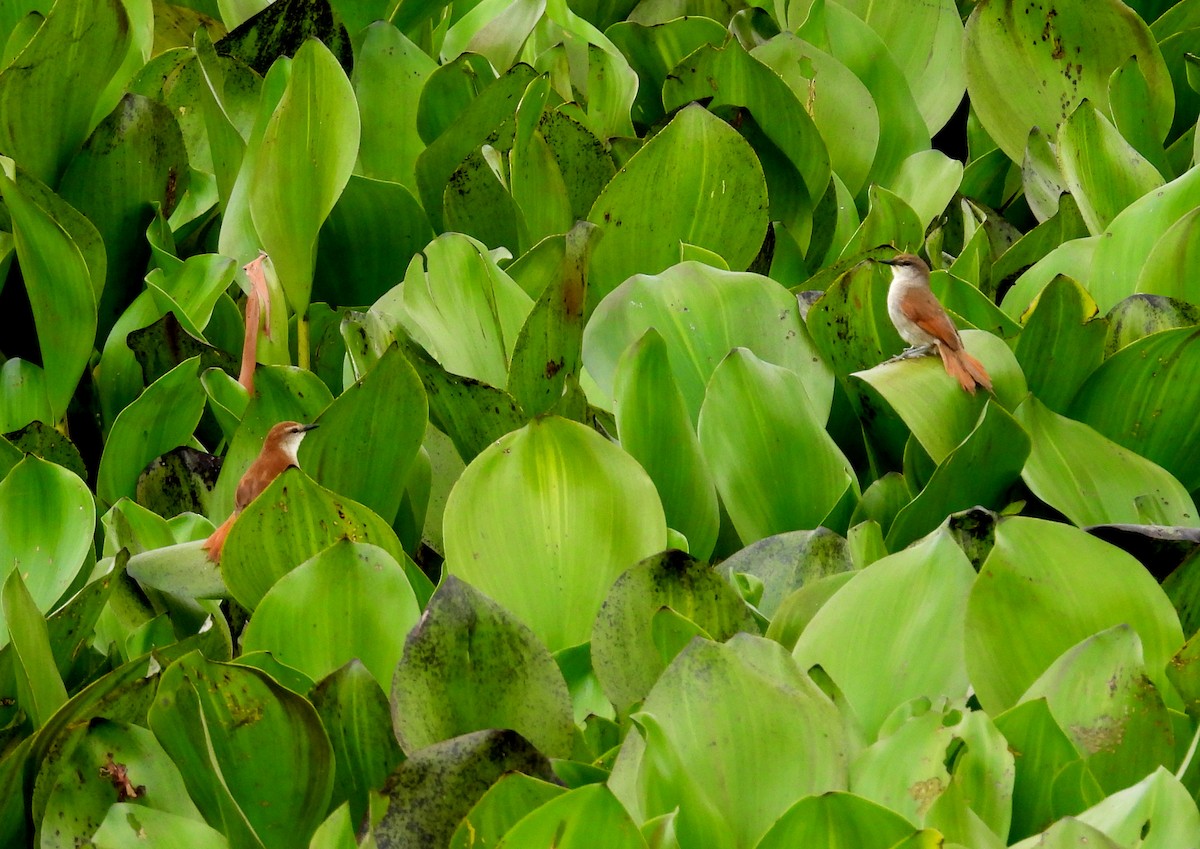 Yellow-chinned Spinetail - ML634912019