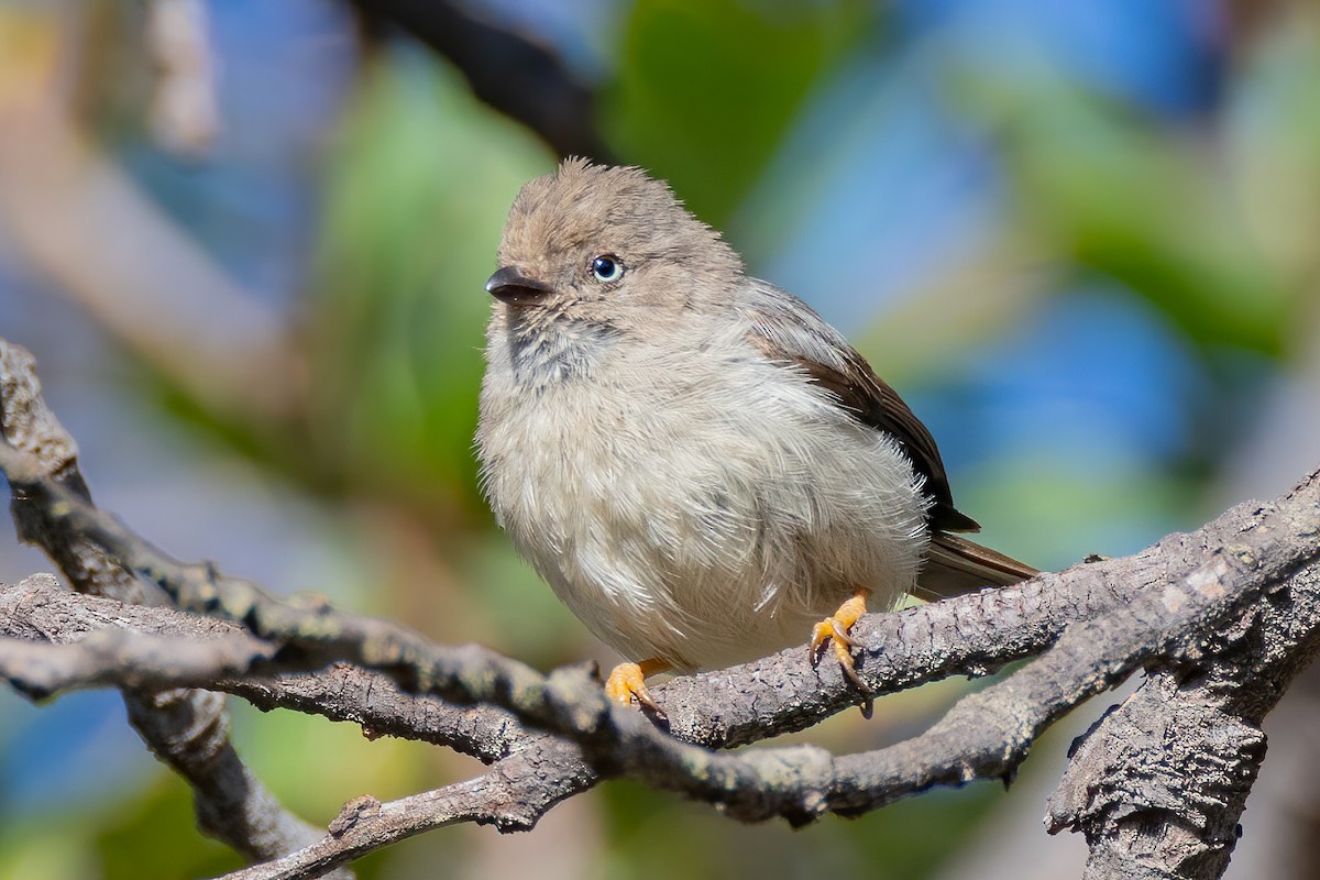 Pygmy Tit - ML634912096