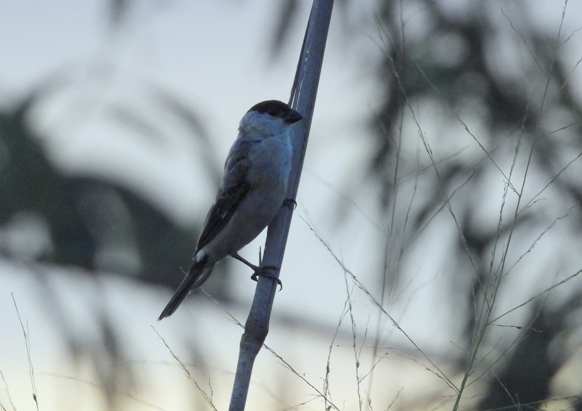 Pearly-bellied Seedeater - ML634912129