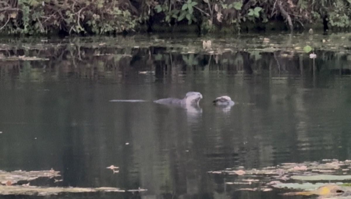 Animals - ML634912179