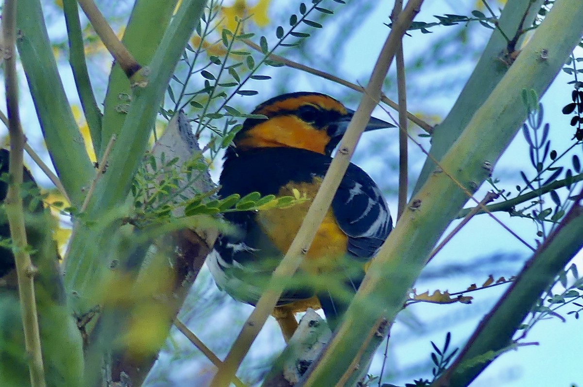 Bullock's Oriole - ML634912247