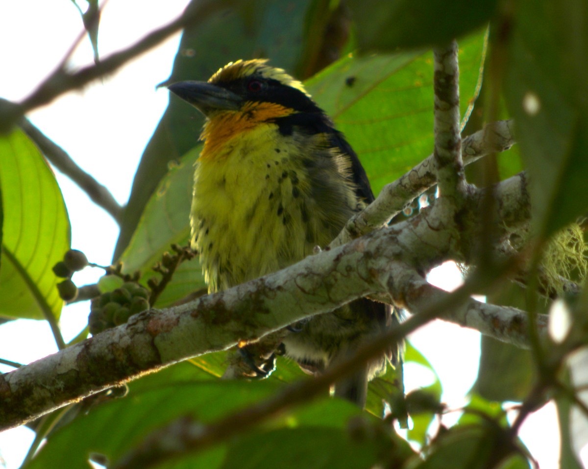 Gilded Barbet - ML63491251