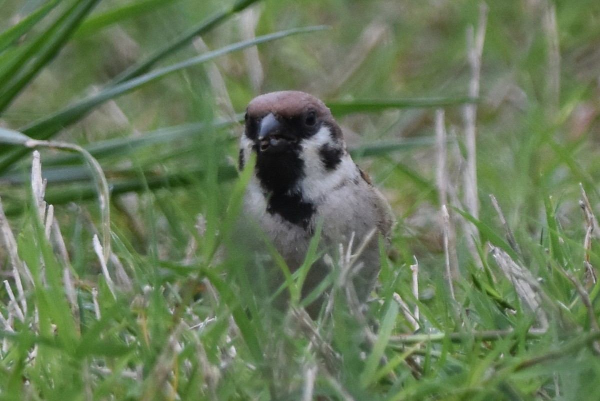 Eurasian Tree Sparrow - ML634912553
