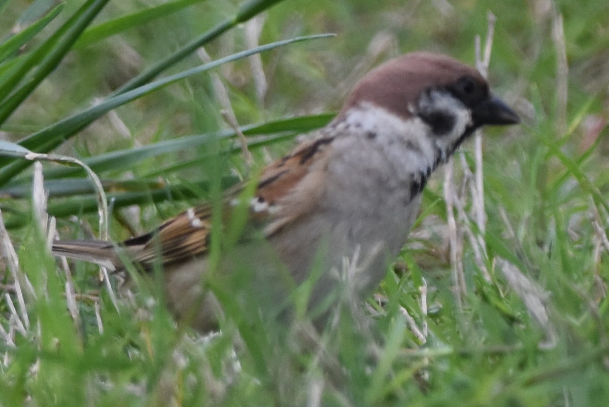 Eurasian Tree Sparrow - ML634912554