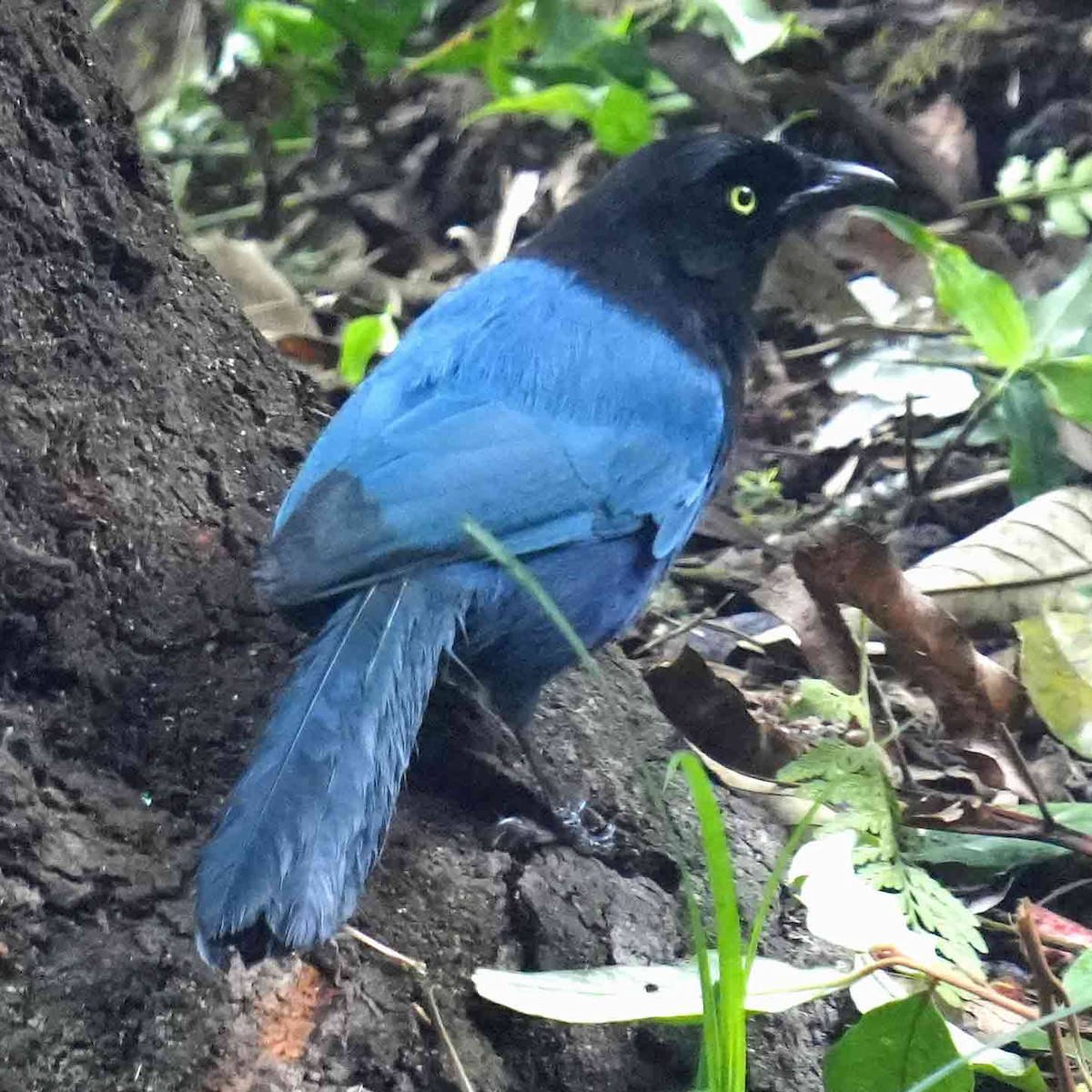 Bushy-crested Jay - ML634912733