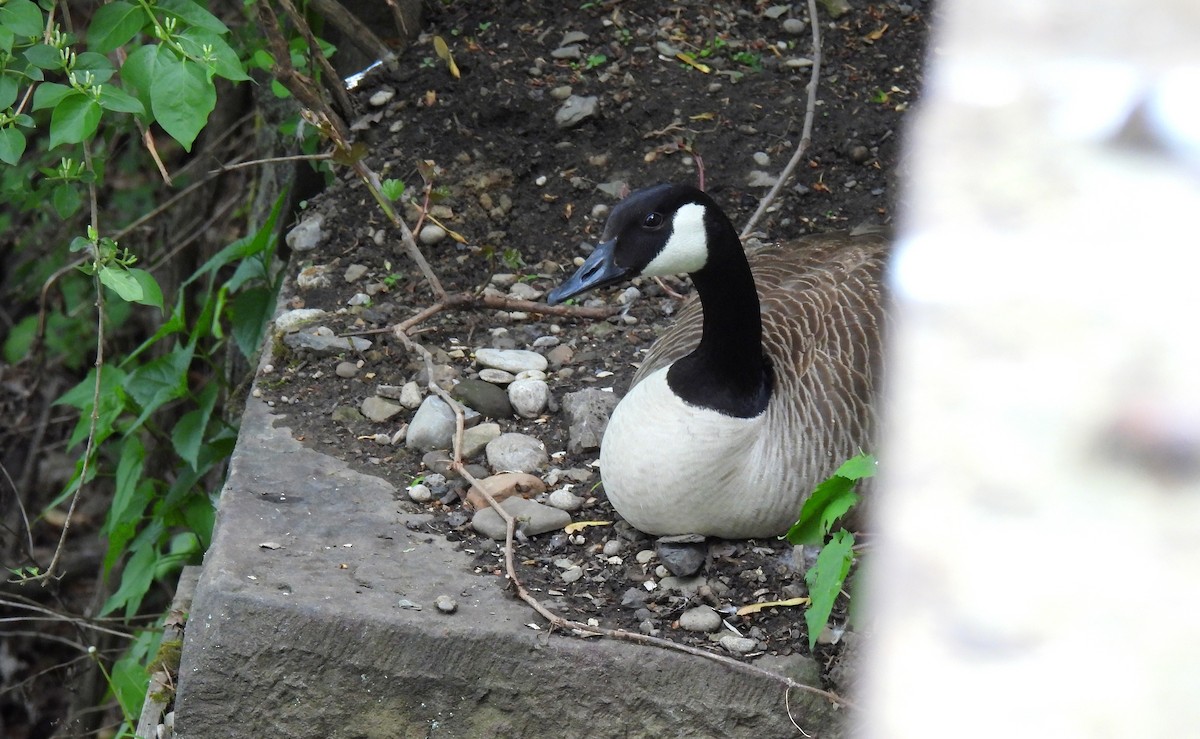 Canada Goose - ML634912734