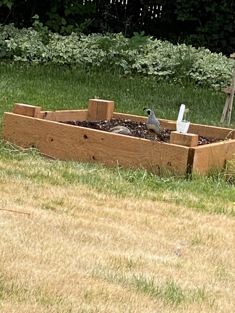 California Quail - ML634912819