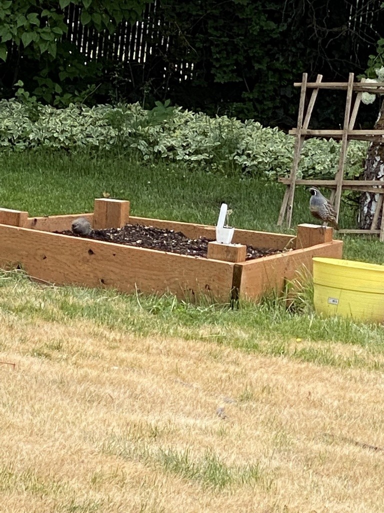 California Quail - ML634912820