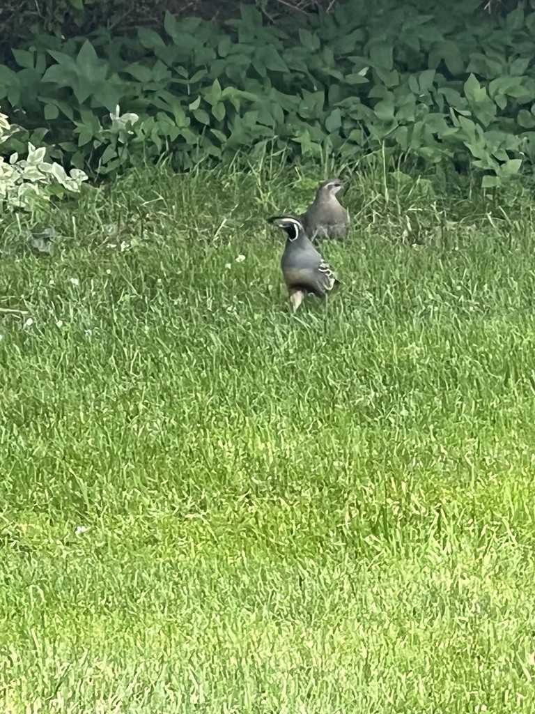 California Quail - ML634912821