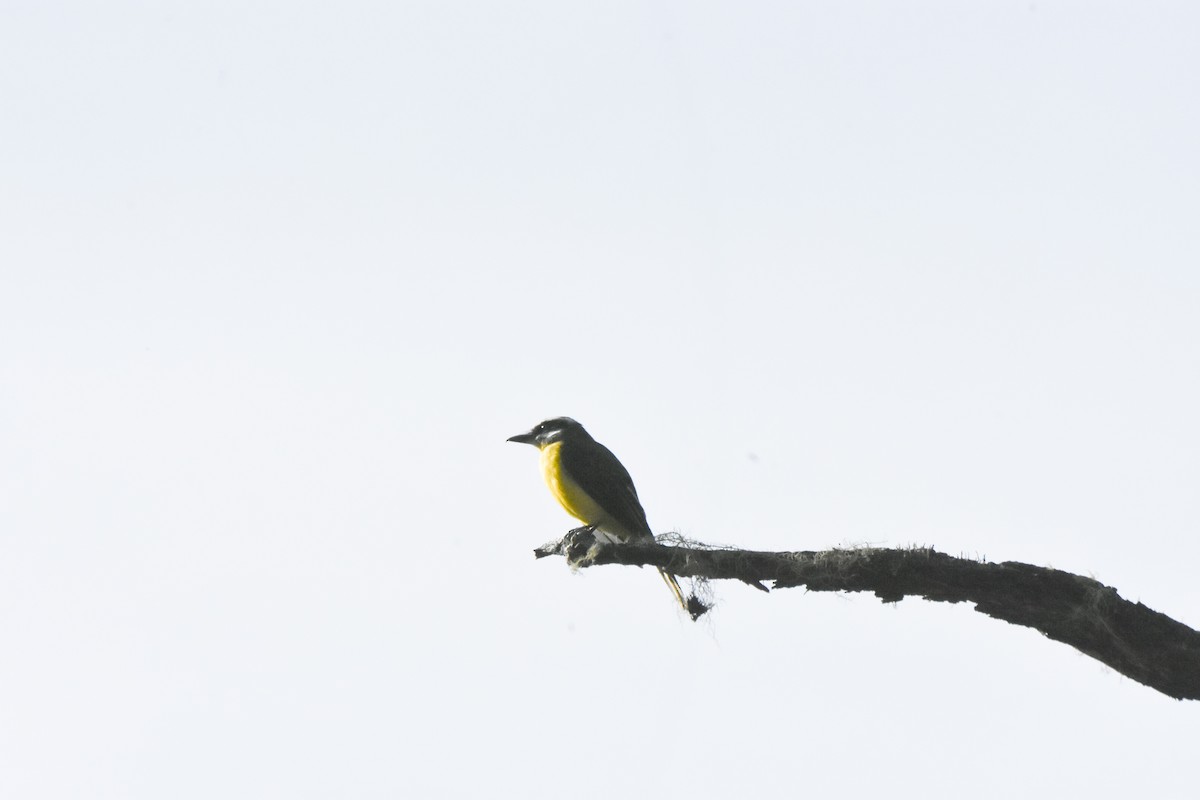 Golden-bellied Flycatcher - ML634912832